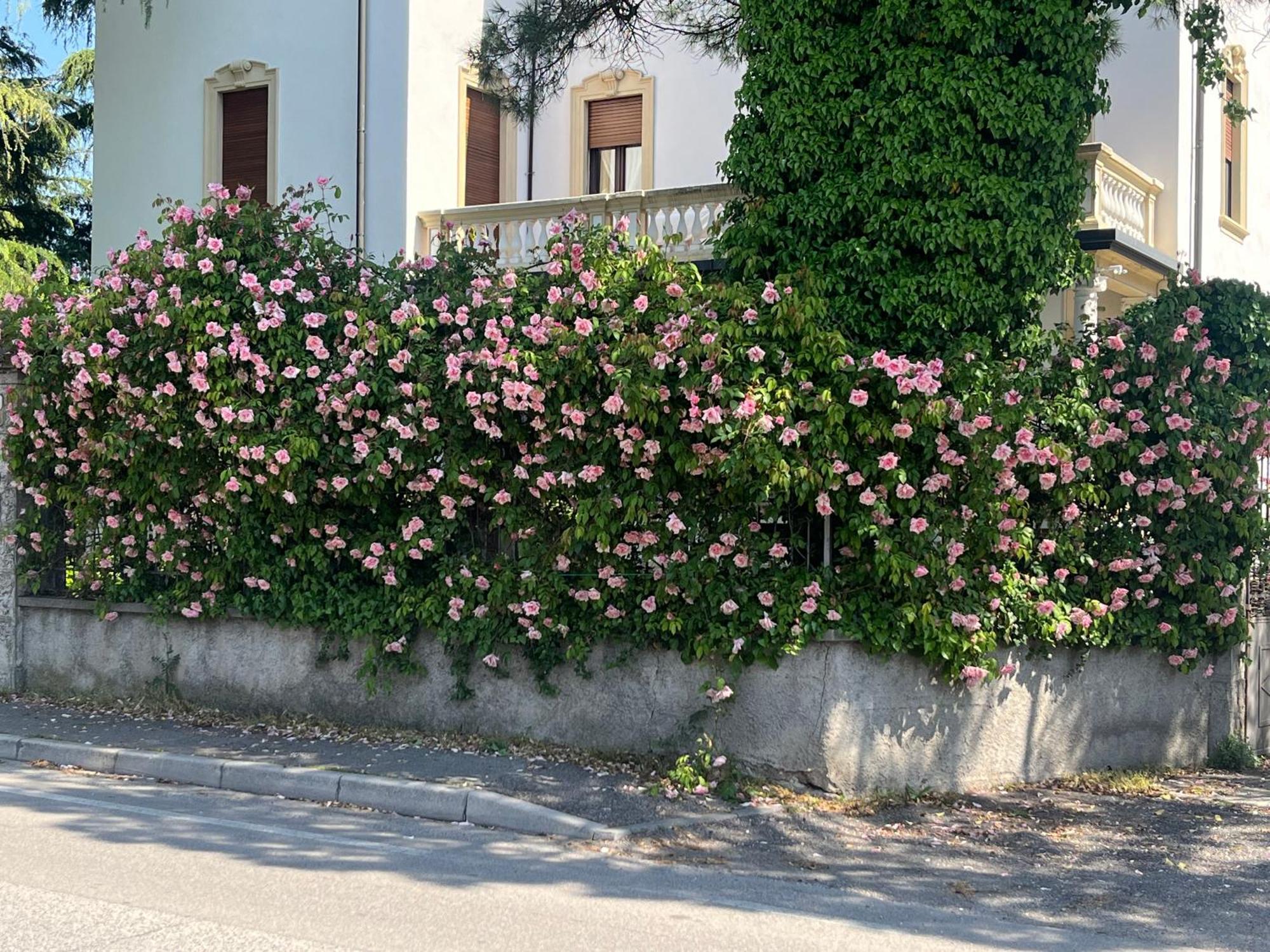 Il Bozzolo Eco Boutique Apartments Valeggio sul Mincio Exteriör bild